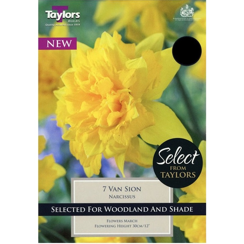 NARCISSI VAN SION