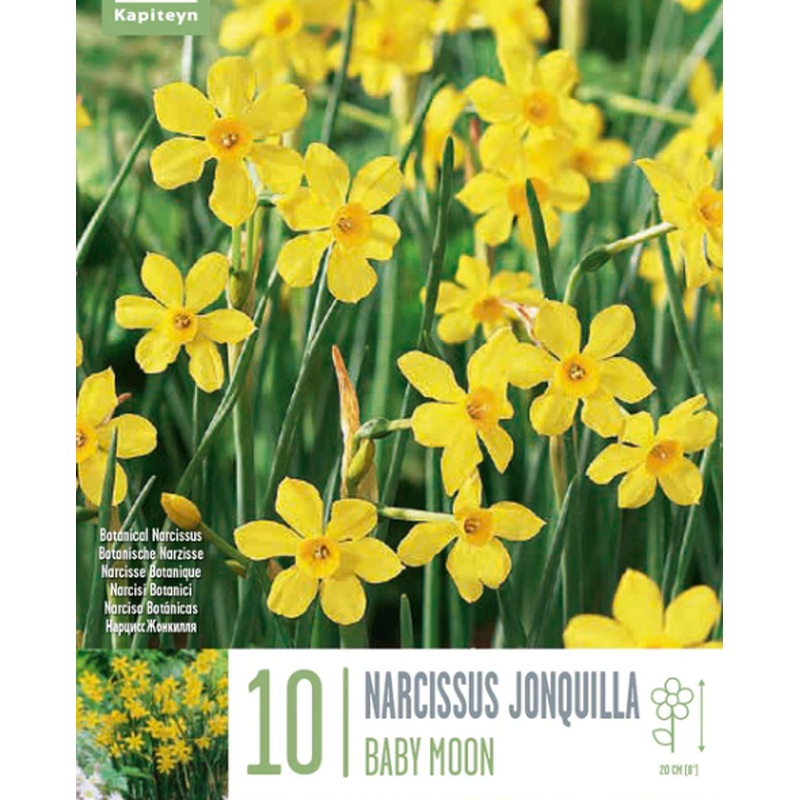 NARCISSUS BABY MOON 10 Bulbs