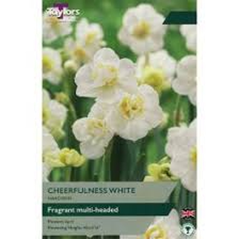 NARCISSUS CHEERFULNESS WHITE 6
