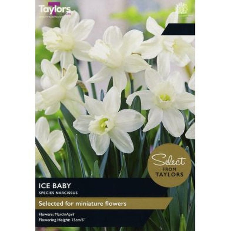 NARCISSUS ICE BABY 9