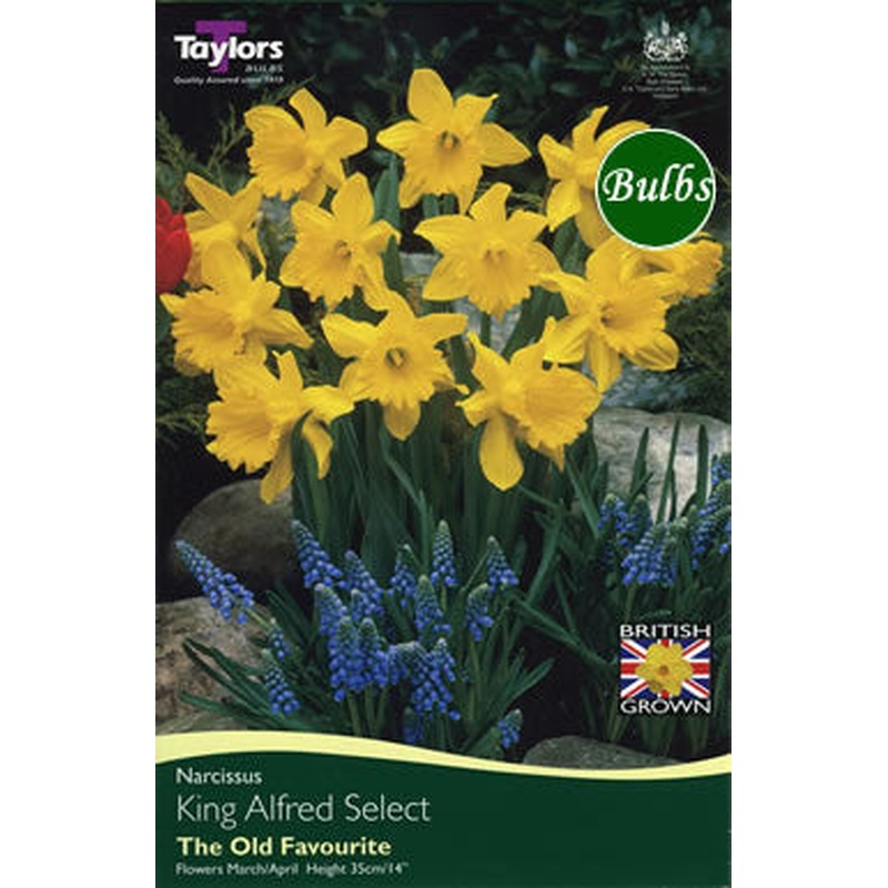 NARCISSUS KING ALFRED SELECT 7