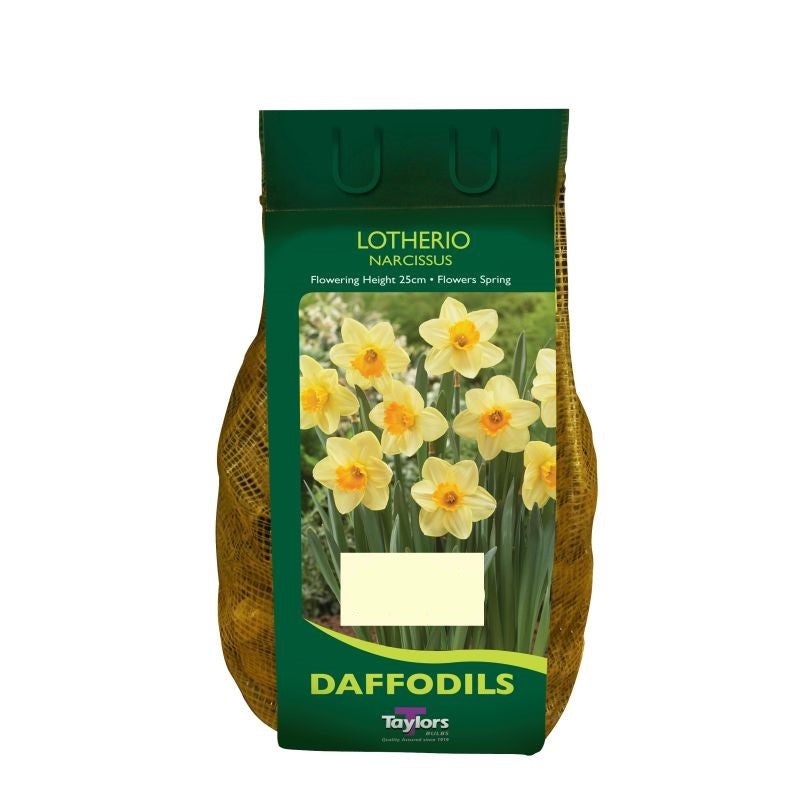 NARCISSUS LOTHERIO CARRI-PACK 1.5KG
