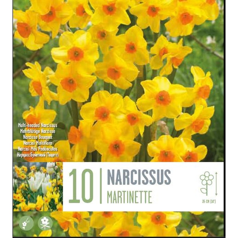 NARCISSUS MARTINETTE X 10