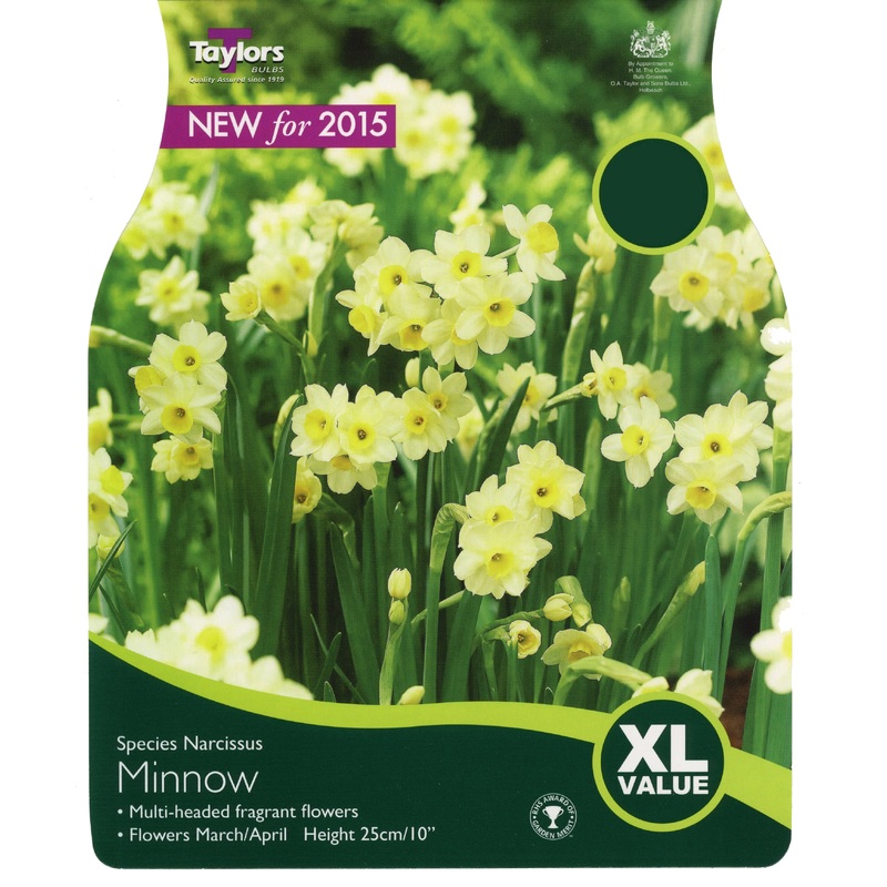 NARCISSUS MINNOW x 30