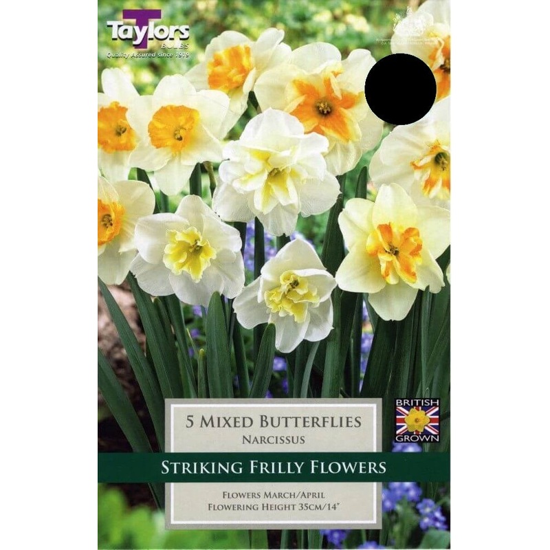 NARCISSUS MIXED BUTTERFLIES 6