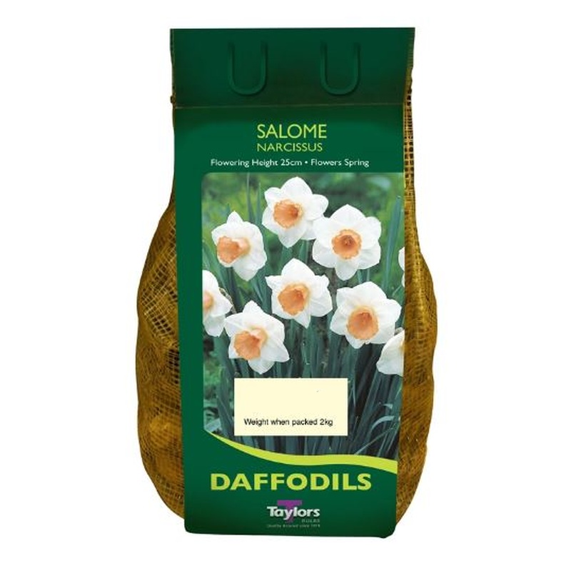 NARCISSUS SALOME CARRI-PACK 1.5KG