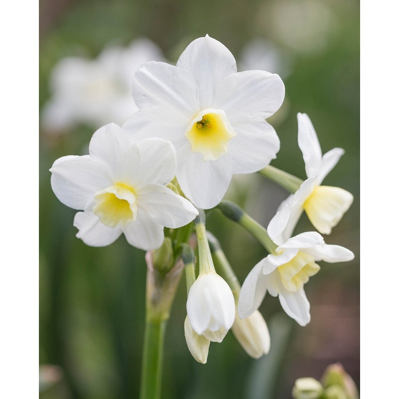 NARCISSUS SILVER CHIMES 5