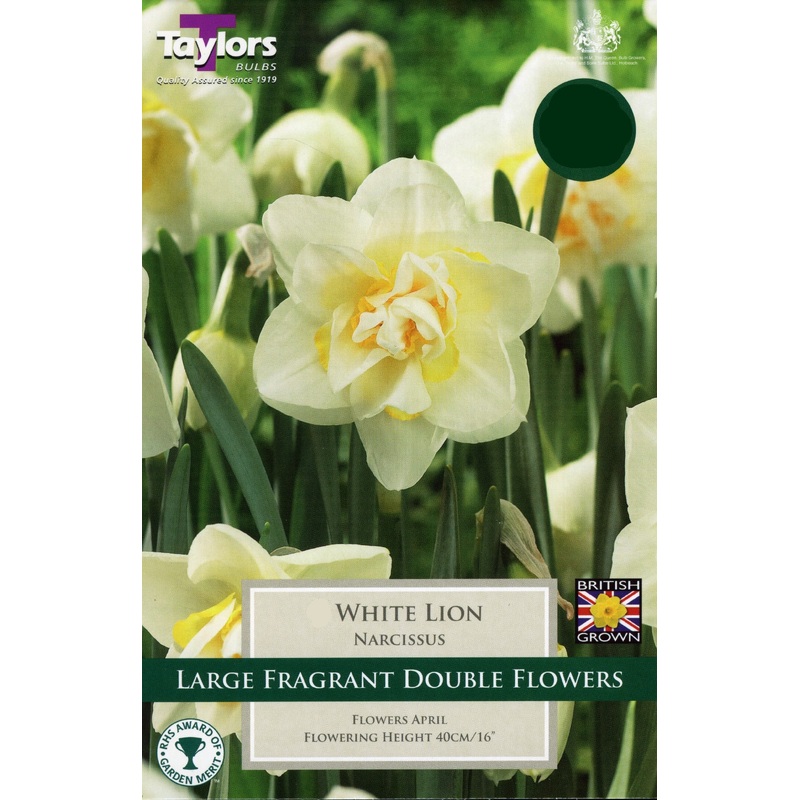 NARCISSUS WHTE LION 5