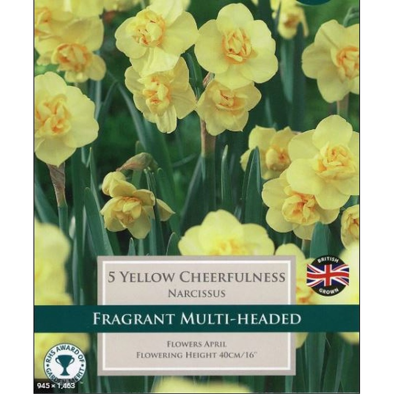 NARCISSUS YELLOW CHEERFULNESS 6