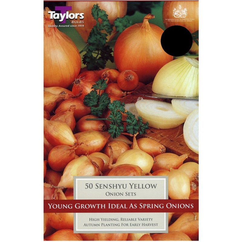 ONION SENSHYU YELLOW