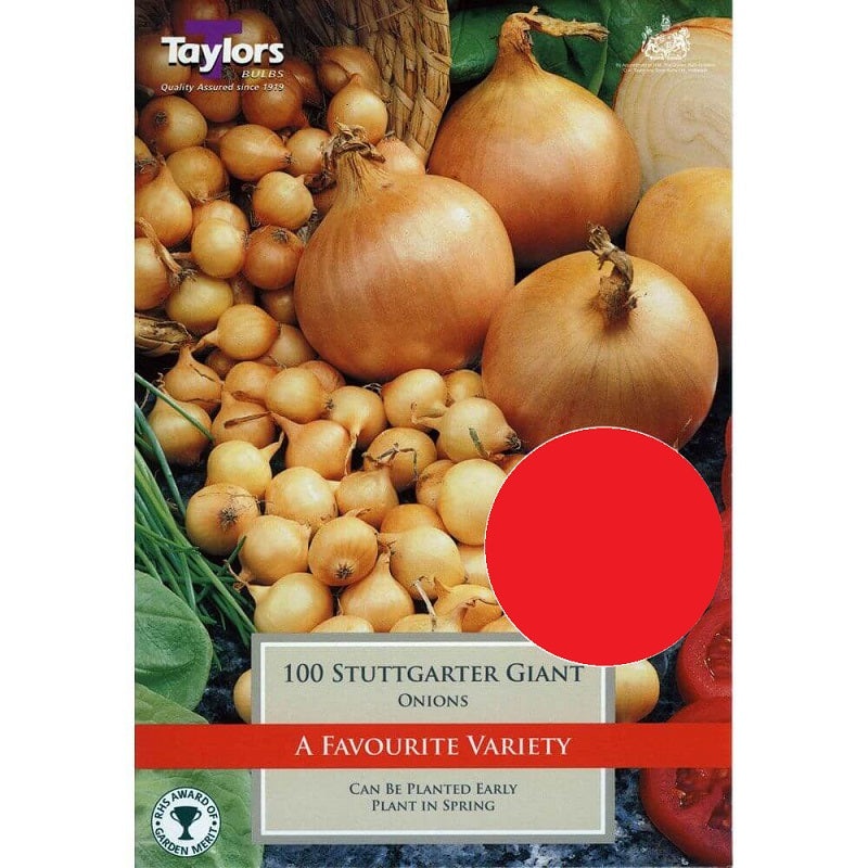 ONION VALUE STUTTGARTER GIANT X 100