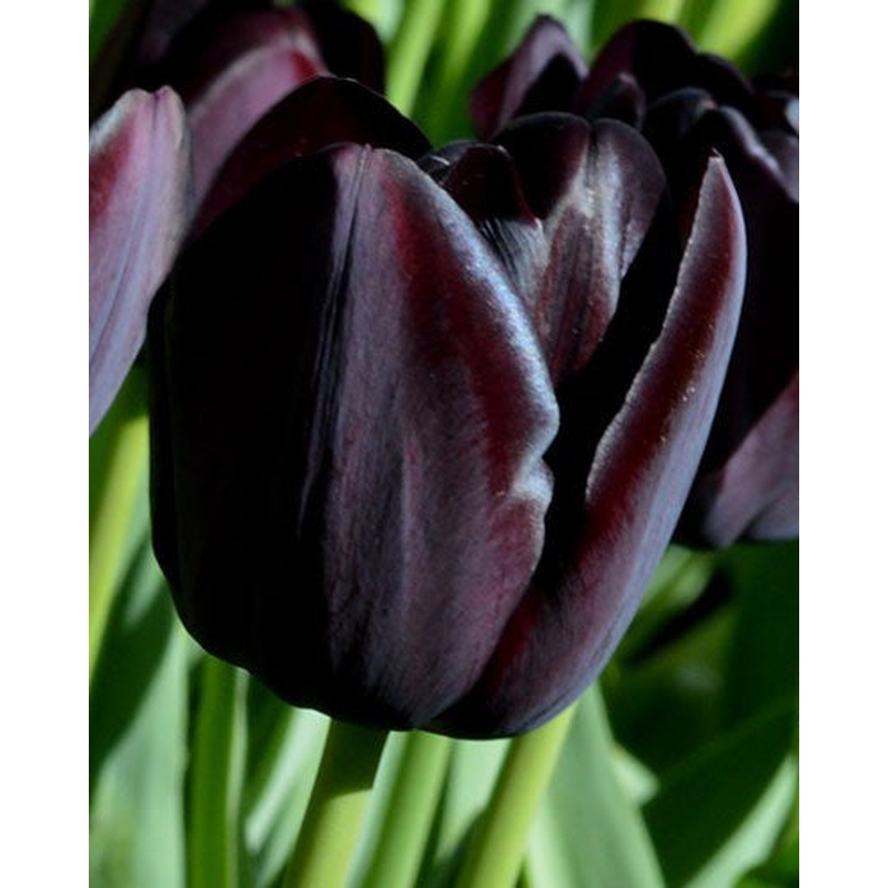 PILLOW NETS X 50 QUEEN OF NIGHT