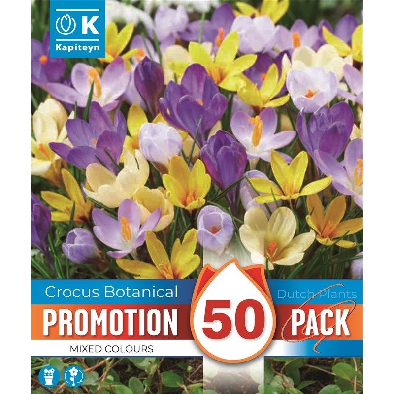 PROMO CROCUS SPECIE MIXED COLOURS X 50