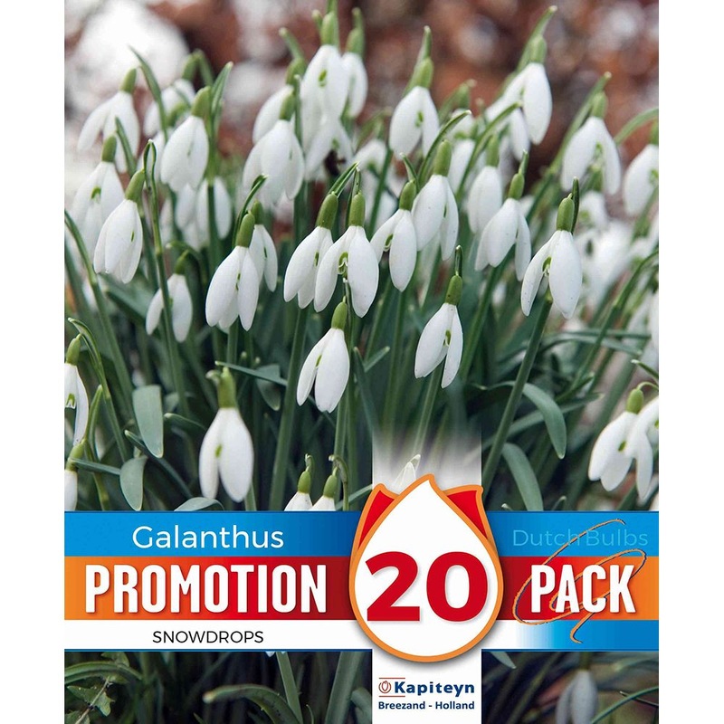 PROMO GALANTHUS SNOWDROPS X 20