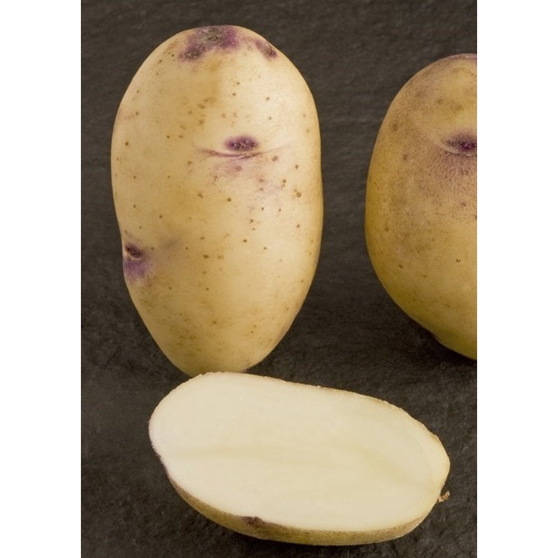 Seed Potato CATRIONA