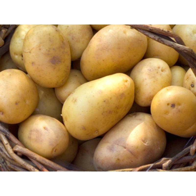 Seed Potato DUKE OF YORK