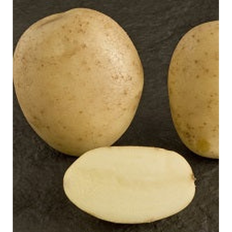 Seed potato ESTIMA