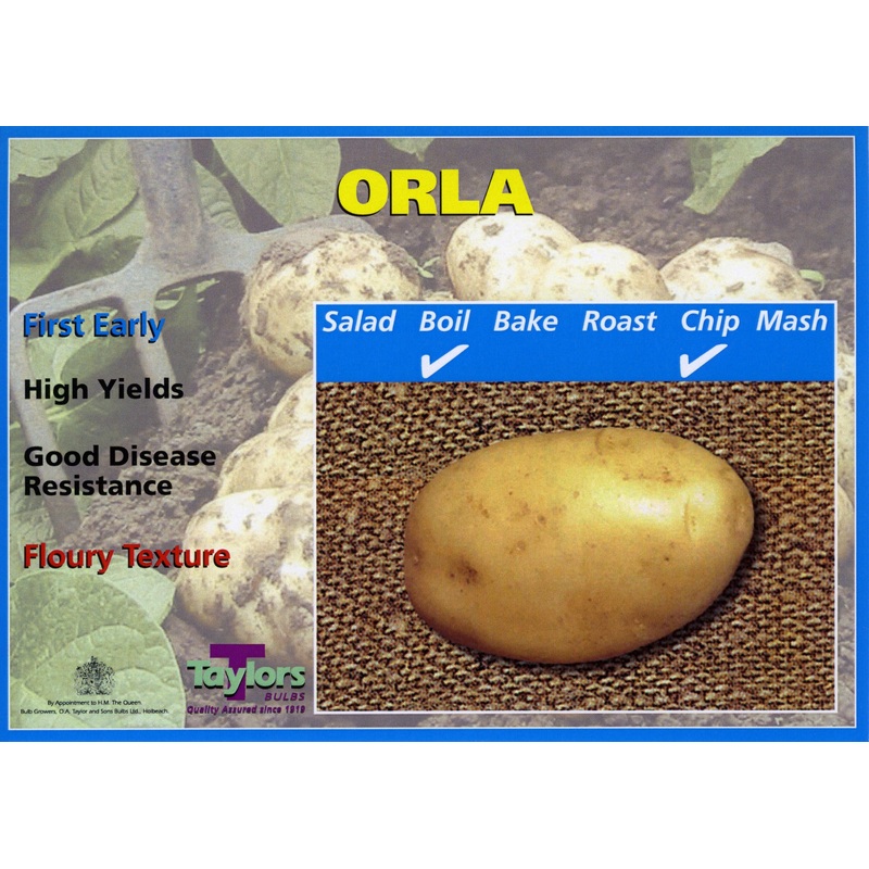 Seed Potato ORLA  2kg