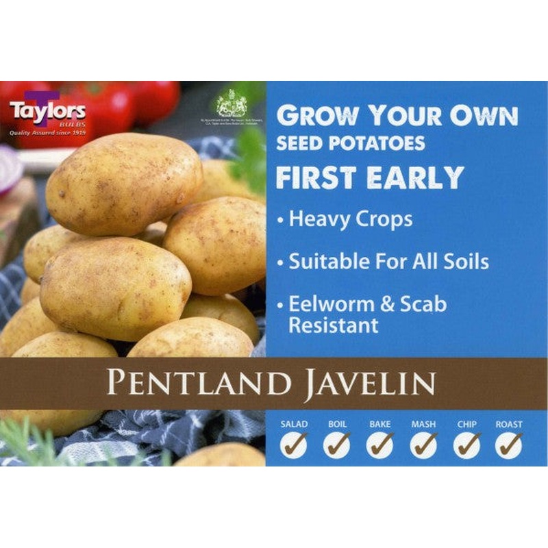 Seed Potato PENTLAND JAVELIN
