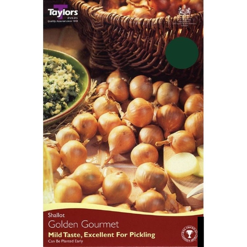SHALLOT VALUE GOLDEN GOURMET X 20