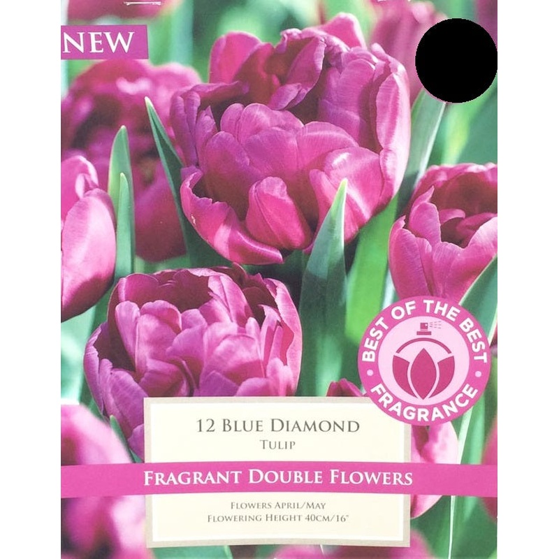 TULIP BLUE DIAMOND