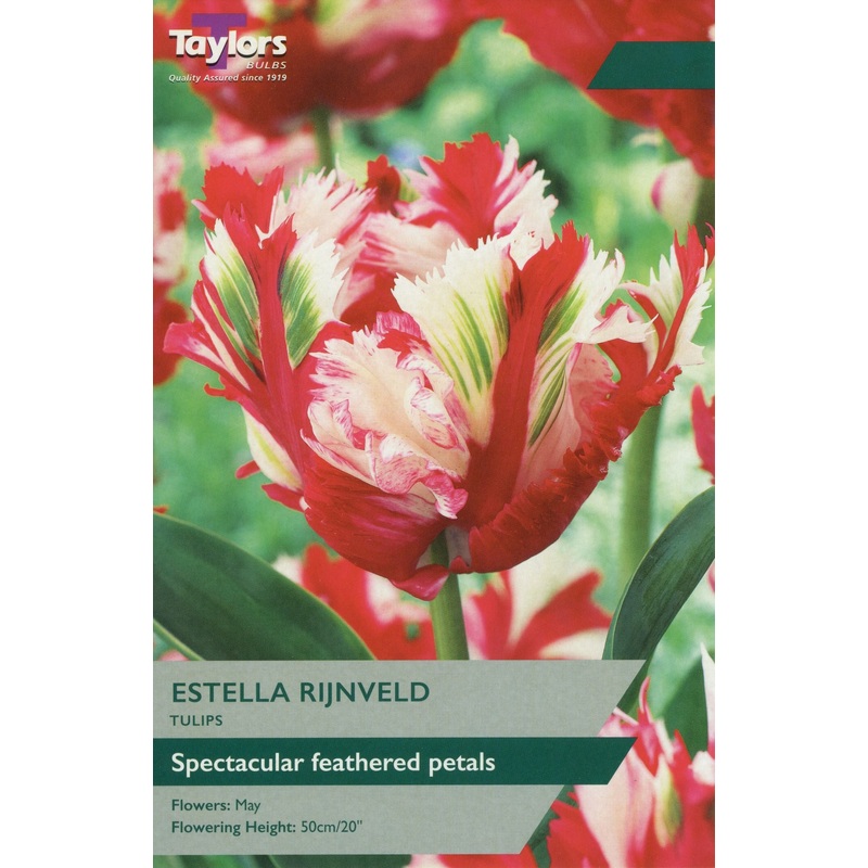 TULIP ESTELLA RIJNVELD