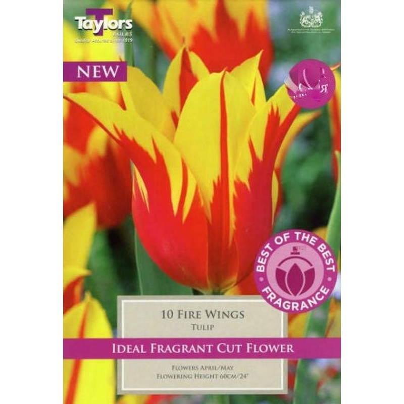 TULIP FIRE WINGS