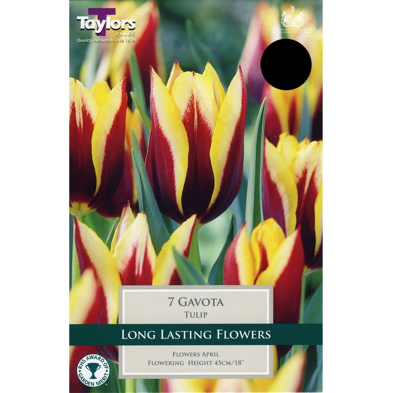 TULIP GAVOTA