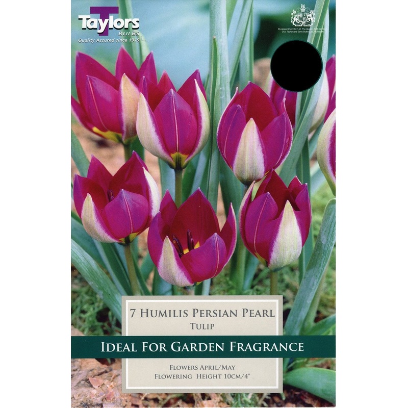 TULIP HUMILIS PERSIAN PEARL