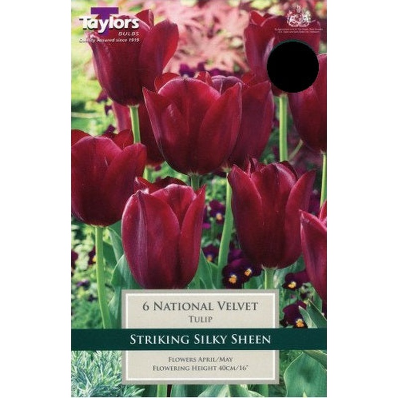 TULIP NATIONAL VELVET 6