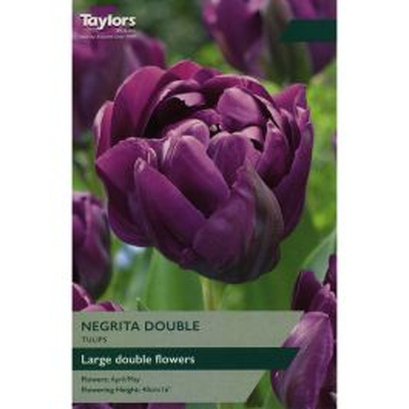 TULIP NEGRITA DOUBLE 6