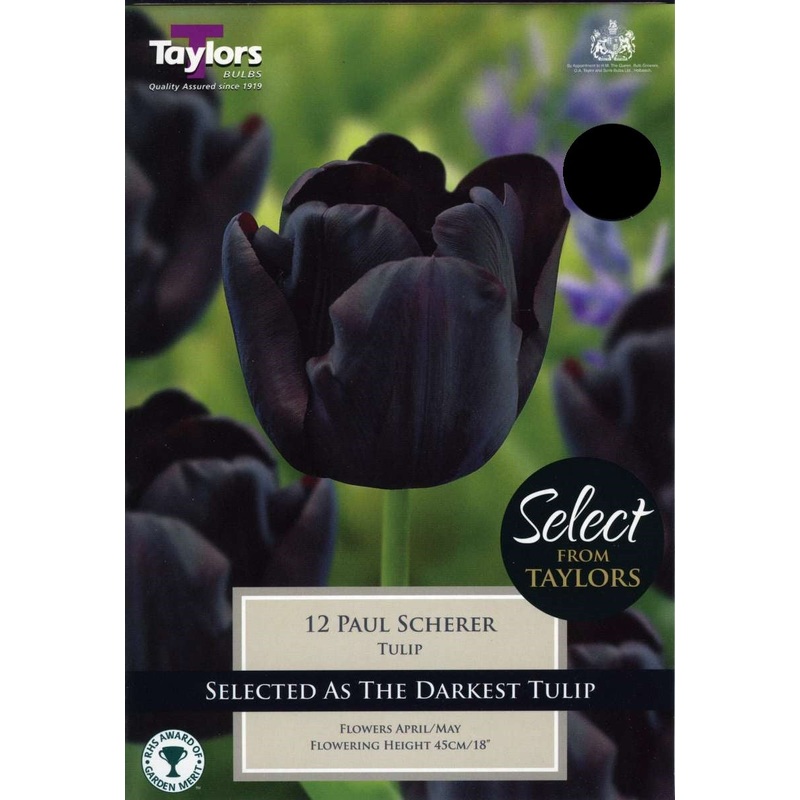 TULIP PAUL SCHERER 8