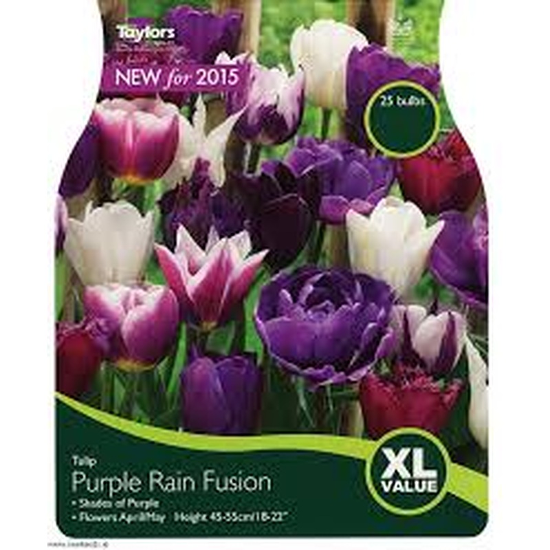 TULIP PURPLE RAIN FUSION