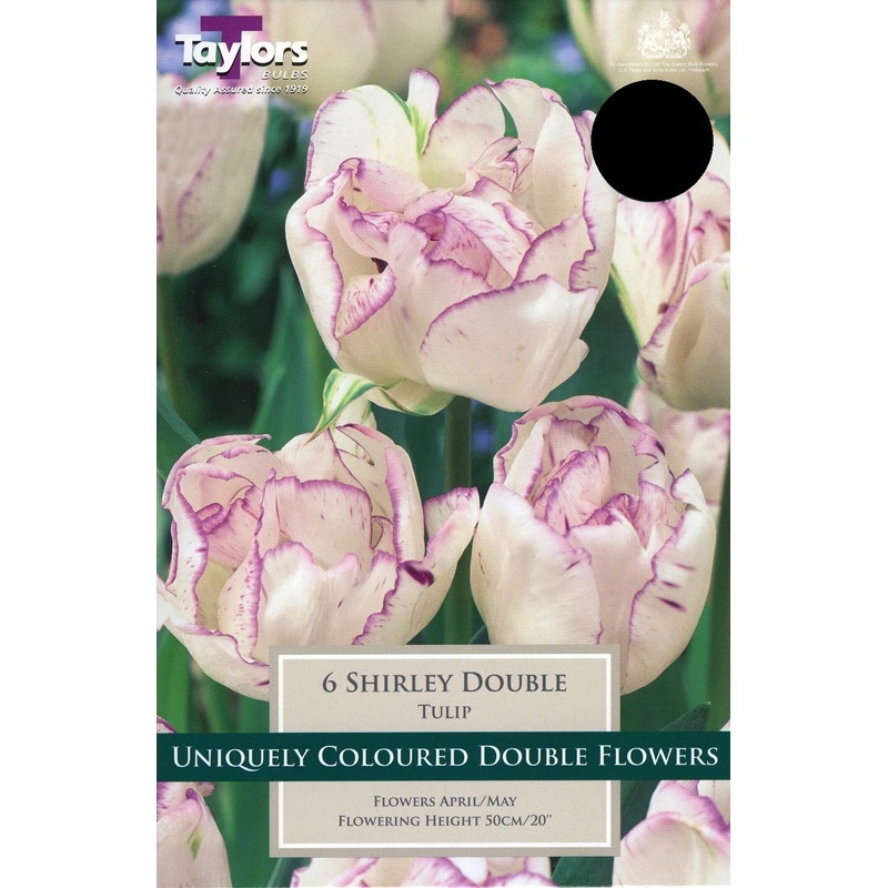 TULIP SHIRLEY DOUBLE 6