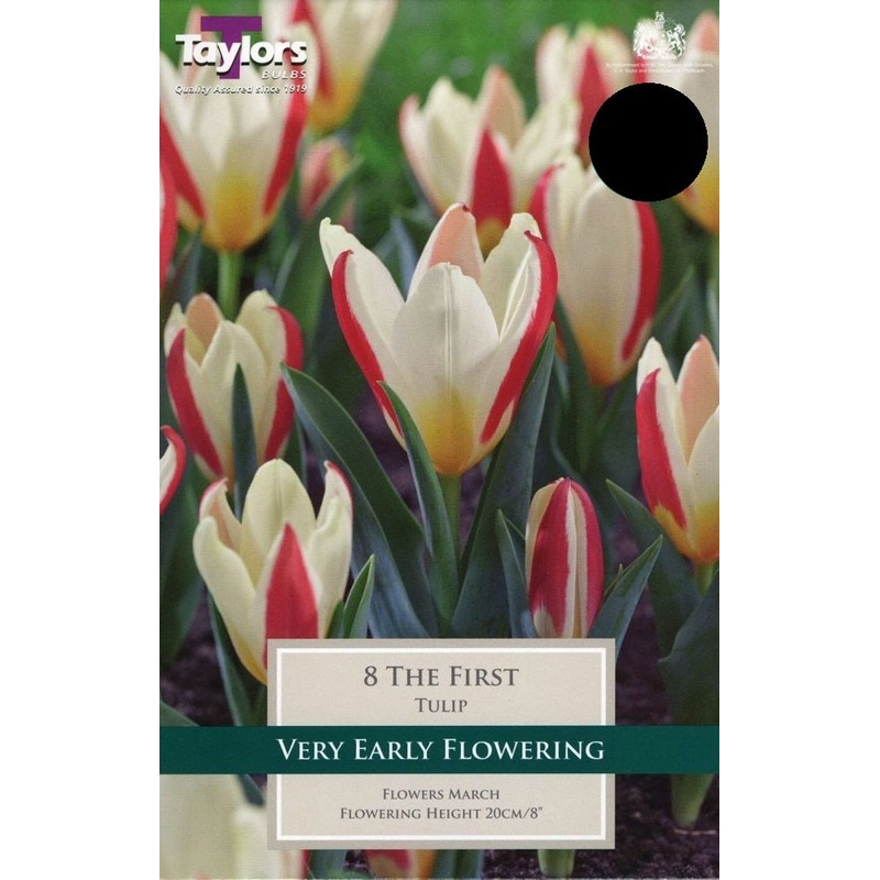 TULIP THE FIRST 8