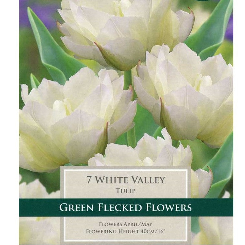 TULIP WHITE VALLEY X 7