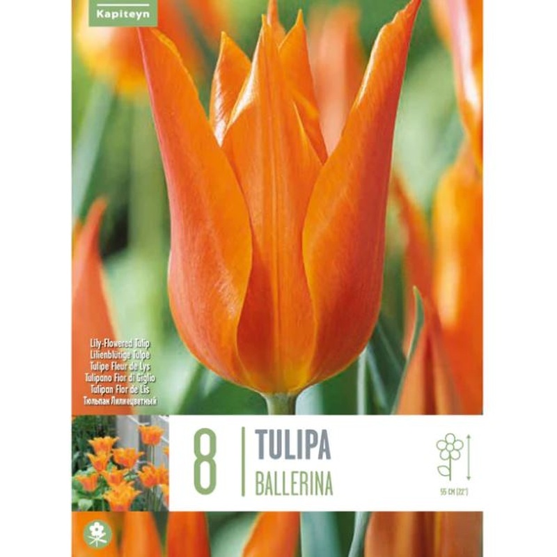 TULIPA BALLERINA X 8
