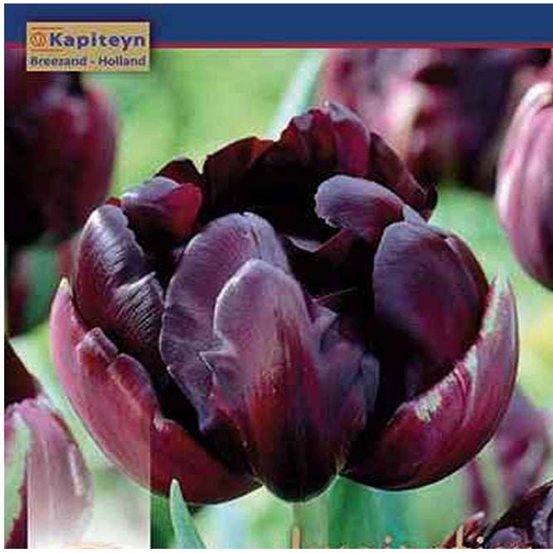 TULIPA BLACK HERO X 8