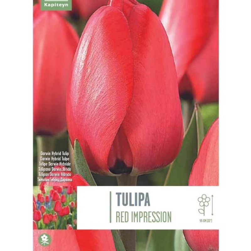TULIPA RED IMPRESSION 10 Bulbs