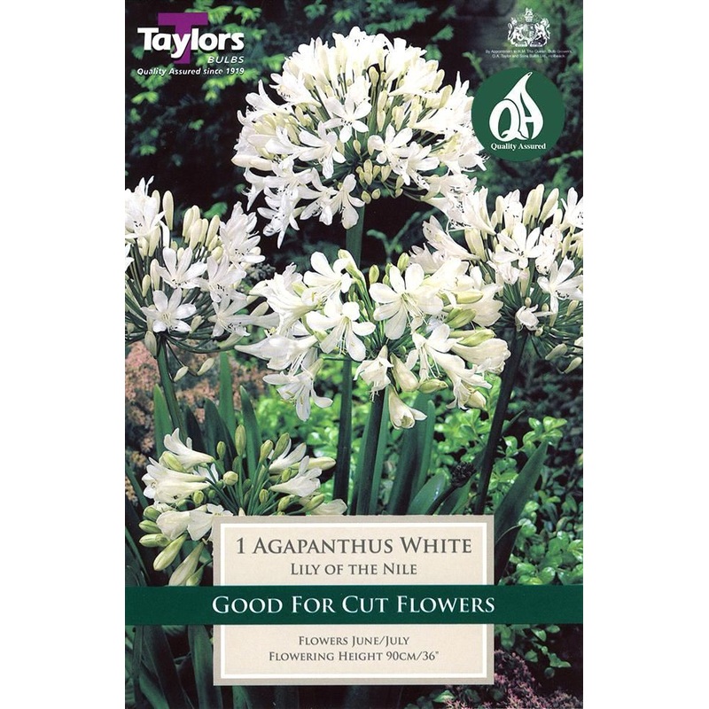 AGAPANTHUS WHITE 1-2 EYES X 1