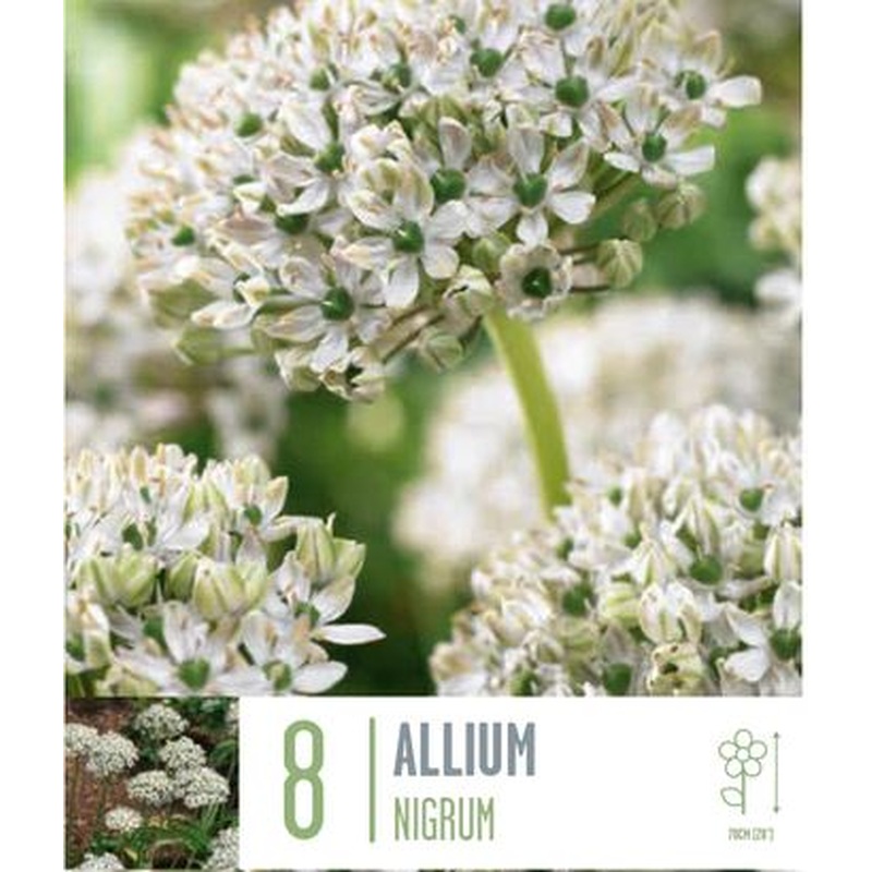 ALLIUM NIGRUM X 8