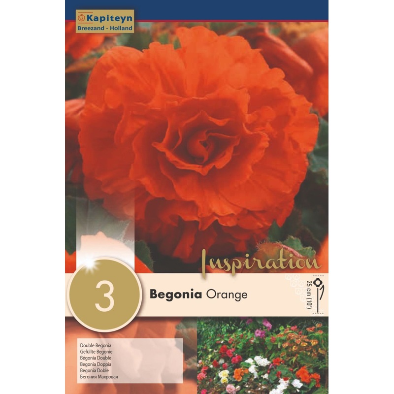 BEGONIA DOUBLE ORANGE x 3