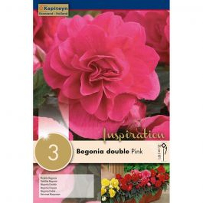 BEGONIA DOUBLE PINK x 3