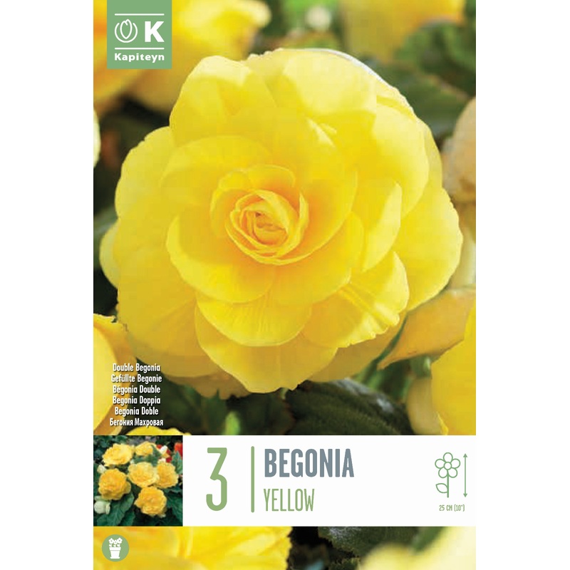 BEGONIA DOUBLE YELLOW x 3