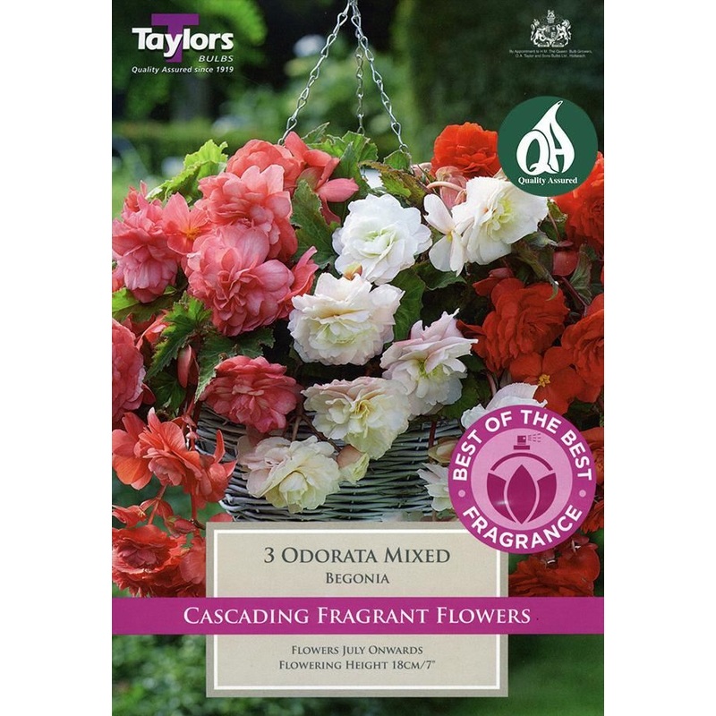 BEGONIA ODORATA MIXED x 3