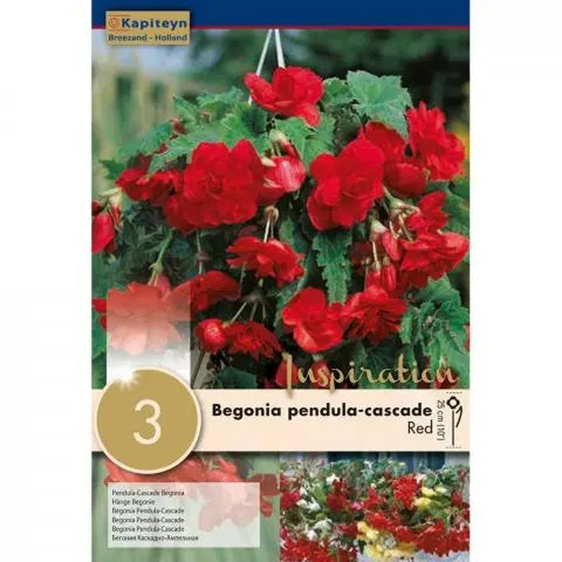 BEGONIA PENDULA CASCADE RED x 3