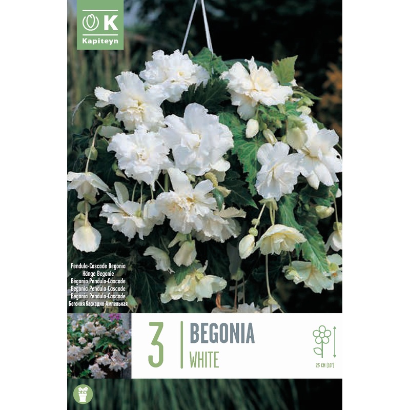 BEGONIA PENDULA CASCADE WHITE x 3