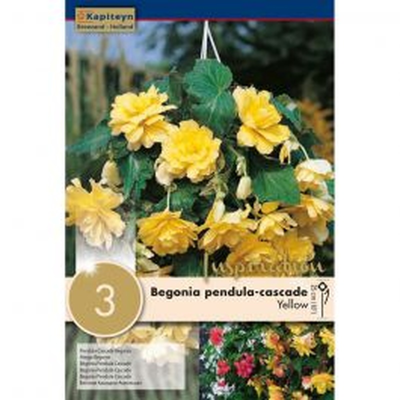 BEGONIA PENDULA CASCADE YELLOW x 3
