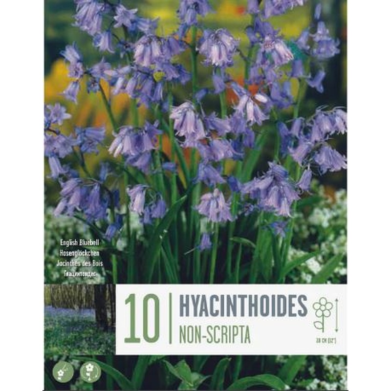 BLUEBELLS HYACINTHUSOIDES NON-SCRIPTA X 10