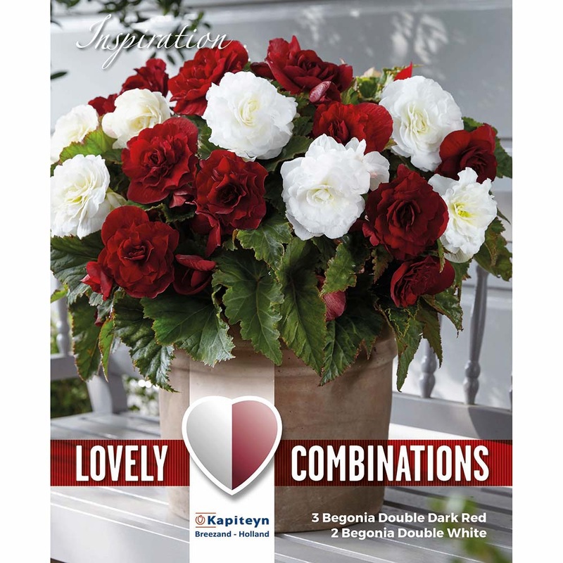 COMBI BEGONIA DARK RED & WHITE x 5
